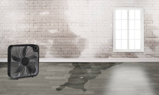 Best Flooded house restoration  in Fairbury, IL